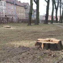 Zobacz zdjęcie: Wycinka drzew w parku przy Obrońców Helu