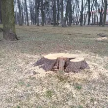 Zobacz zdjęcie: Wycinka drzew w parku przy Obrońców Helu