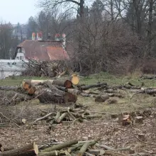 Zobacz zdjęcie: Wycinka drzew przy Szpitalu Powiatowym