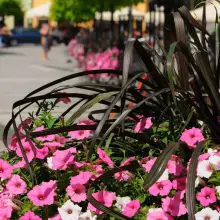 Zobacz zdjęcie: Bolesławiec w kwiatach