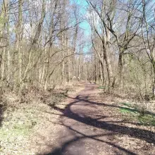 Zobacz zdjęcie: Wiosennie w lesie przy ulicy Piastów