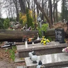 Zobacz zdjęcie: Powalone drzewo na cmentarzu
