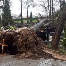 Zobacz zdjęcie: Powalone drzewo na cmentarzu