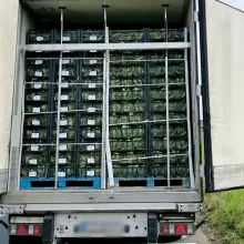 Zobacz zdjęcie: Marihuana przechwycona przez służby
