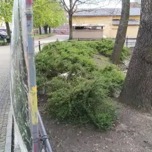 Zobacz zdjęcie: Łabędzica wysiaduje jaja przy stawie miejskim w Bolesławcu