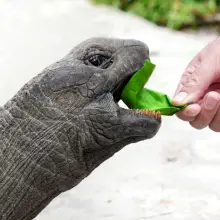 Zobacz zdjęcie: Seszele – mniej znane wyspy: Curieuse i Atol Aldabra