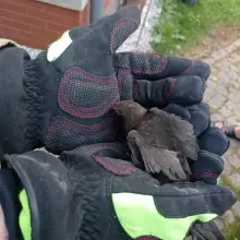 Zobacz zdjęcie: Działania strażaków z OSP Gromadka