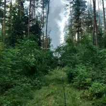 Zobacz zdjęcie: Akcja straży pożarnej w lesie
