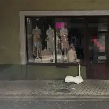 Zobacz zdjęcie: Działania złodzieja i jego łup