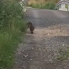 Zobacz zdjęcie: Szopy pracze w Czernej