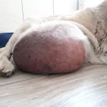 Zobacz zdjęcie: Labradorka Rita przed operacją