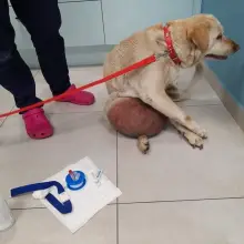 Zobacz zdjęcie: Labradorka Rita przed operacją