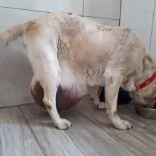 Zobacz zdjęcie: Labradorka Rita przed operacją