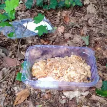 Zobacz zdjęcie: Śmieci w lesie przy alei Tysiąclecia
