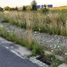 Zobacz zdjęcie: Trawa przy ulicy Ekonomicznej w Bolesławcu