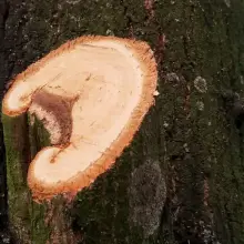 Zobacz zdjęcie: Przycięte konary drzew w Parku im. Bonina w Bolesławcu