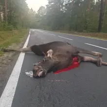 Zobacz zdjęcie: Zderzenie auta z łosiem