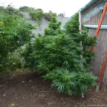Zobacz zdjęcie: Marihuana przechwycona przez kryminalnych z Bolesławca