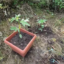Zobacz zdjęcie: Marihuana przechwycona przez służby