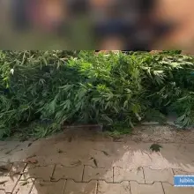 Zobacz zdjęcie: Kolejna plantacja marihuany zlikwidowana