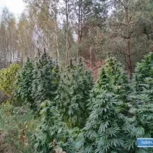 Zobacz zdjęcie: Kolejna plantacja marihuany zlikwidowana