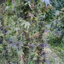 Zobacz zdjęcie: Kolejna plantacja marihuany zlikwidowana