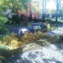 Zobacz zdjęcie: Konar drzewa na Zygmunta Augusta