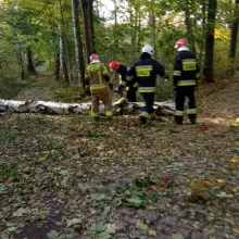 Zobacz zdjęcie: Strażacy OSP Wierzbowa - 9 interwencji po wichurze
