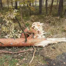 Zobacz zdjęcie: Akcja OSP Gromadka