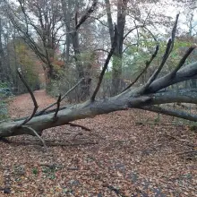 Zobacz zdjęcie: Działania strażaków z Gromadki