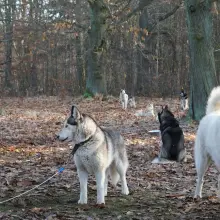 Zobacz zdjęcie: Weekend z psimi zaprzęgami w Kliczkowie