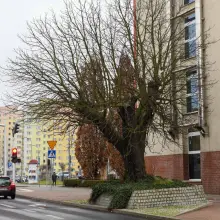 Zobacz zdjęcie: Kasztanowiec przy ul. Asnyka w Bolesławcu