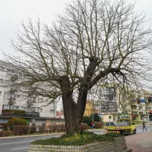 Zobacz zdjęcie: Kasztanowiec przy ul. Asnyka w Bolesławcu