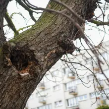 Zobacz zdjęcie: Kasztanowiec przy ul. Asnyka w Bolesławcu