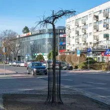 Zobacz zdjęcie: Wiąz zamiast kasztanowca przy bolesławieckim biurowcu