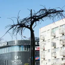 Zobacz zdjęcie: Wiąz zamiast kasztanowca przy bolesławieckim biurowcu