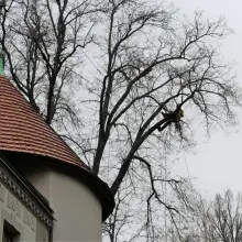Zobacz zdjęcie: Drzewa przy Mickiewicza w Bolesławcu wypielęgnowane i zabezpieczone