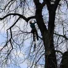 Zobacz zdjęcie: Drzewa przy Mickiewicza w Bolesławcu wypielęgnowane i zabezpieczone
