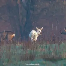 Zobacz zdjęcie: Zdjęcia z Krainy Bielika oraz nocnego nieba i krajobrazów