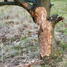 Zobacz zdjęcie: Drzewa na bulwarze nad Bobrem