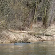Zobacz zdjęcie: Drzewa na bulwarze nad Bobrem