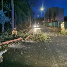 Zobacz zdjęcie: Powalone drzewo w Szczytnicy