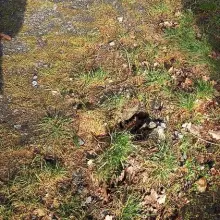Zobacz zdjęcie: Akty wandalizmu na ścieżce rowerowej