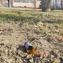 Zobacz zdjęcie: Libacje i bajzel przy Obrońców Helu w Bolesławcu