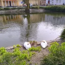 Zobacz zdjęcie: Staw miejski w Bolesławcu