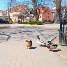 Zobacz zdjęcie: Łabędzie i kaczki spacerują wokół stawu miejskiego