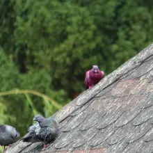 Zobacz zdjęcie: Różowy gołąb na dachu przy stawie miejskim w Bolesławcu