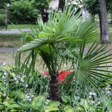 Zobacz zdjęcie: Palma w parku koło sądu w Bolesławcu
