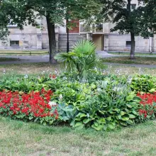 Zobacz zdjęcie: Palma w parku koło sądu w Bolesławcu