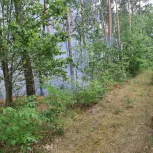 Zobacz zdjęcie: Pożar lasu w leśnictwie Pasternik